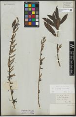 Foto von Salix purpurea L. x Salix viminalis L.